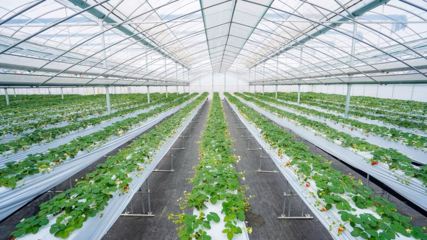 鹽都草莓!亮相草莓種業(yè)大會(huì)!