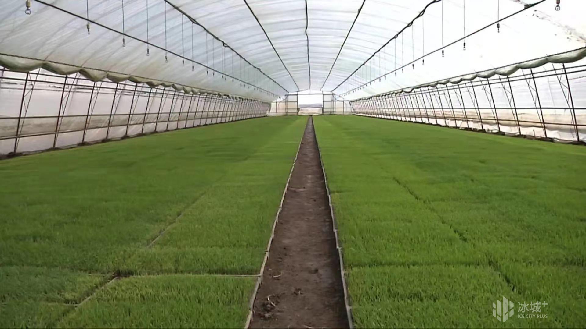 盛昌種業(yè)幫您解決水稻苗床各種問題 - 美篇