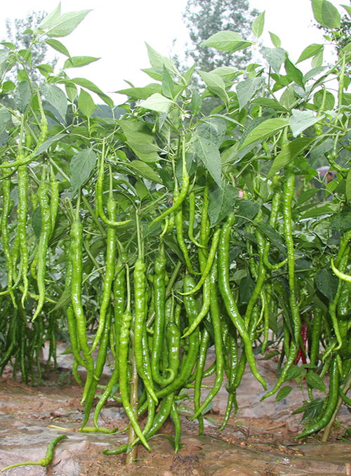 川椒種業(yè) 溫度成為辣椒種子生長發(fā)育的重要生態(tài)因素