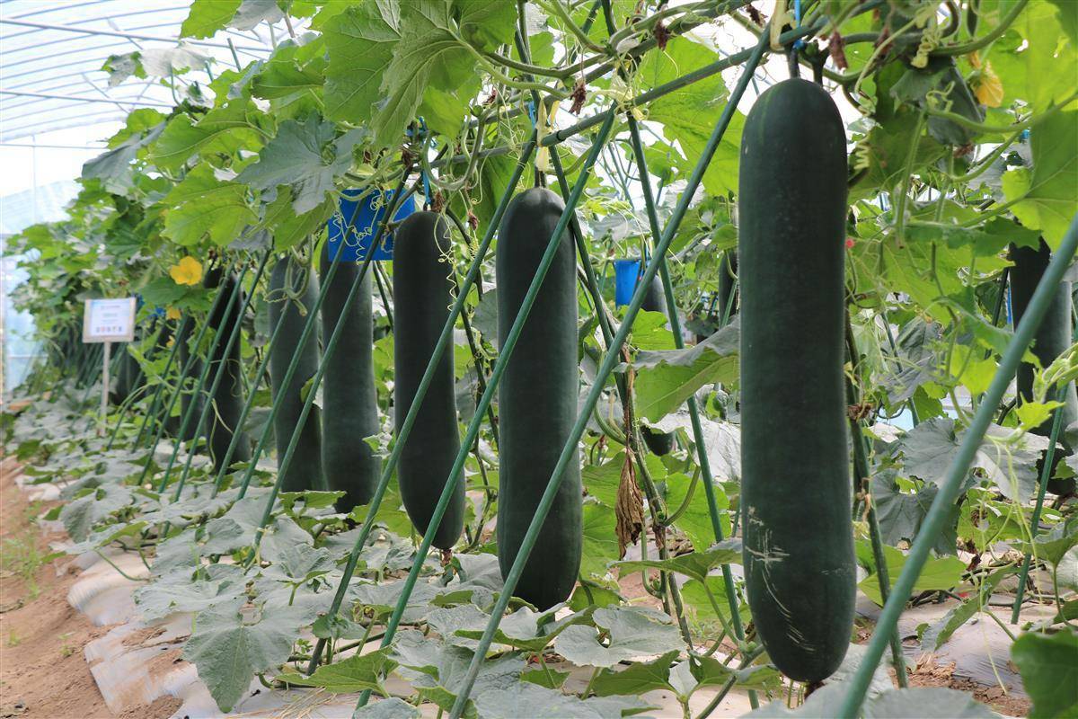 定了!6月2日,武漢種博會開幕