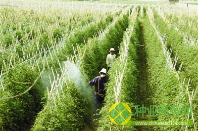 靖州縣甘棠鎮樂群村雜交水稻制種基地.