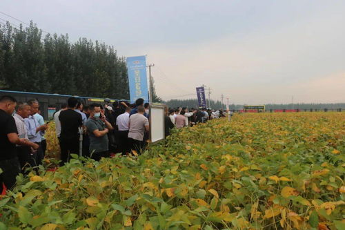 滿眼碩果 精品匯 圣豐種業(yè)集團2020年度大豆觀摩洽談會成功召開