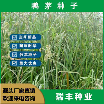 鴨茅種子怎么挑選?育苗方法有哪些?