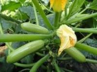 供應(yīng)最好西葫蘆種子-法國歐曼 最優(yōu)質(zhì)西葫蘆種子廠家 【凱特種業(yè)西_農(nóng)副產(chǎn)品_世界工廠網(wǎng)中國產(chǎn)品信息庫