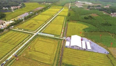 增城出臺(tái)扶持措施 大力度支持種業(yè)自主創(chuàng)新