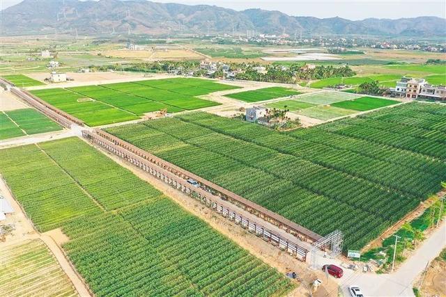 深度參與南繁產(chǎn)業(yè)建設(shè)，海墾南繁產(chǎn)業(yè)集團(tuán) 打造種業(yè)新力量